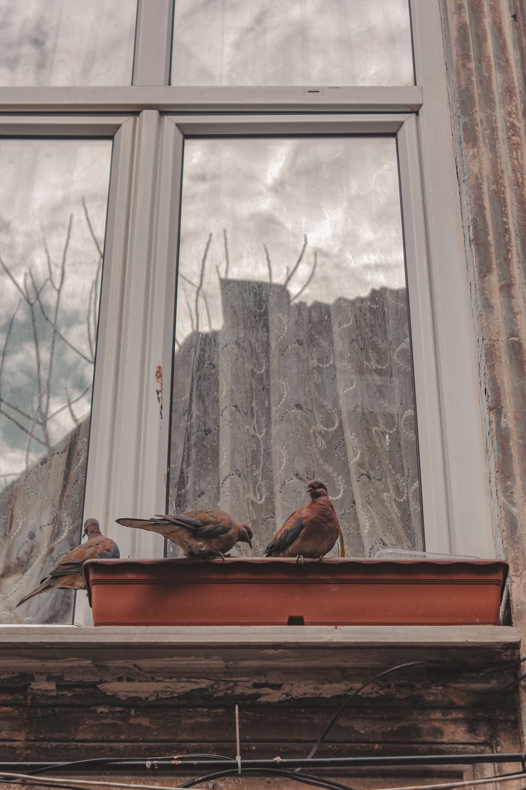 Птица стукнулась в окно примета. Птица ударилась в окно. Птица врезалась в окно. Птица врезалась в окно примета. Птица врезалась в стеклопакет.